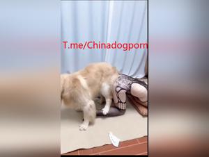 Canine fuck, Homemade wild enjoyment