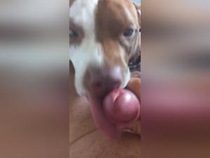 raw satisfaction: animal orgasm and its obscene murmurs