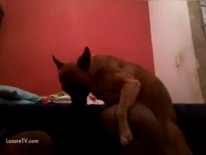 Taboo Delights: When the Dog Devours Desire