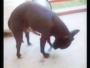 Extreme Sex Video with a Small Dog