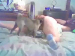 Délices canins XXL