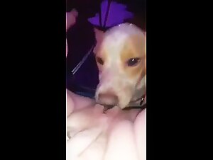 Extreme zoophilia video