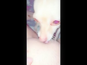 Bestiality sex video with a Chihuahua