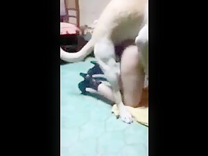 Discover intense and exciting scenes of bestiality