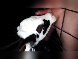 Unleashed Slut - Doggy Domination (Part 1)