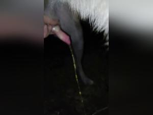 Explore the limits of desire: When the dog becomes master and the woman, subject.