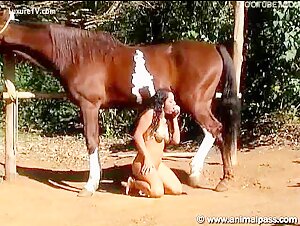 Bestiality and Extreme Sex Video