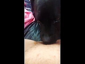 Beastiality hentai with a dog and his whore companion