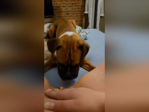 A crooked slut with bestial pleasure