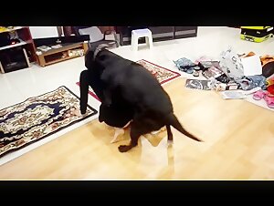 Experience Extreme Zoophilia - High Quality Videos