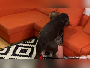 Erleben Sie gebrochene Hemmungen: Eine Schlampe und ihr tierisches Verlangen in Dog Fuck Girl 3