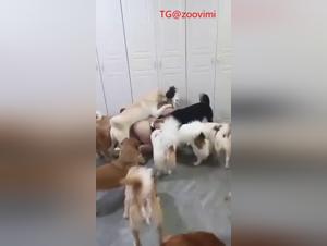 Hard zoophile sex scene with a Chinese whore