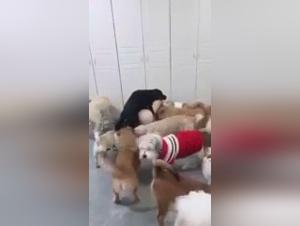 wilde Orgasmen mit Hunden, erkunden Sie die Grenzen