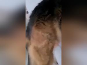 Dogging crudo: nina disfruta del asalto canino