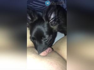 Unconventional Canine Encounters