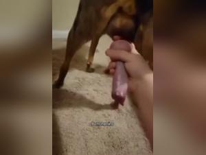 Extreme Exploration: The Wild Passion Between Woman and Dog