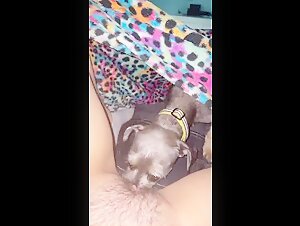 Hardcore Sex Videos with Dogs
