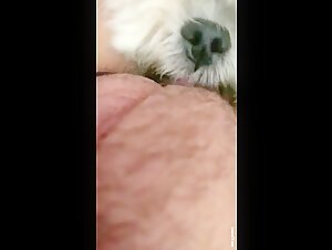Dog sex video