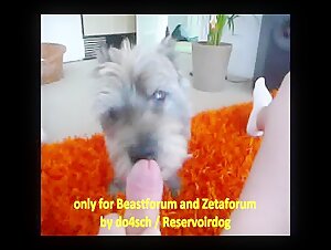 Bestiality sex videos featuring men and their faithful companion