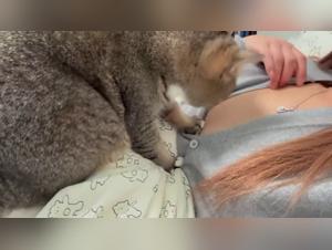Katze Herrschaft, wilder Genuss eines Chinesisch