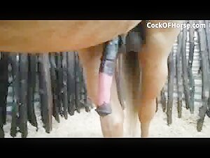 Experience bestiality with a horse