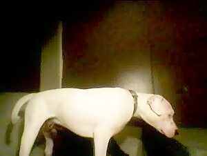 Dog Sex Video: An Extreme Experience