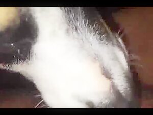 Shocking and exciting bestiality video