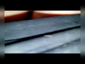 Obsessed Crowds, Devoted female dogs: The Pinnacle of Dog Fuck