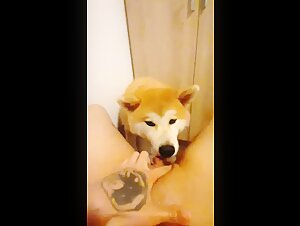Extreme zoophilia video