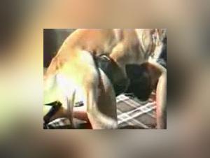 Knotty: donde la linea entre el hombre y la bestia se desdibuja en una oleada de placer salvaje