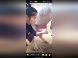 Corrida China Chica: Gran Cerdo Ardiente