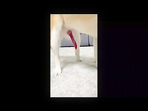 The Taboo World of Bestiality Exposed