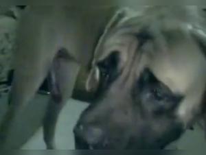 Grenzen erkunden: Frauen und Hunde im Passionsspiel