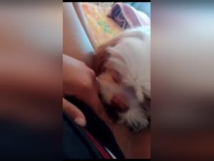 Canine submission, animal pleasure, Brasilia