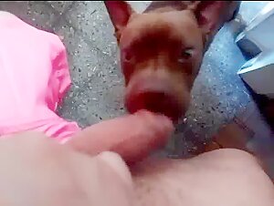 Bestiality sex video with a Latin man and a dog