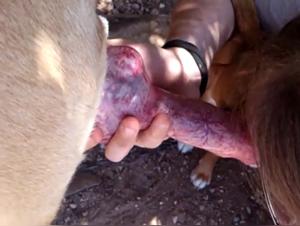 Garganta profunda, corrida batida: el placer enfermizo de un perro con una mujer mendiga