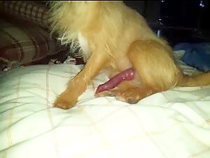 Discover the passion between a woman and her dog in this zoophilia video