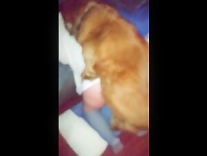 Discover the world of bestiality sex with our selection of dog sex videos