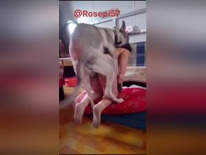 The dog dominates the woman on the couch