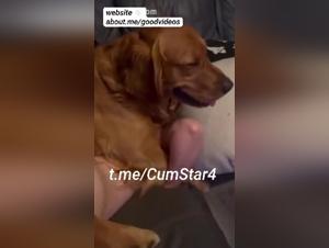 Amateur Hardcore:  Sexploitation Canine Brutale