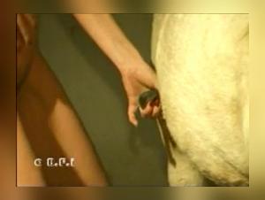 Canine Domination: Obedient Women and Salacious Desires