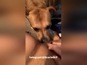 Febrile dismissal: teenager fucked by dog