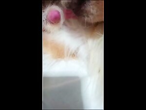 The encounter between animal and human desire is intense in this video.