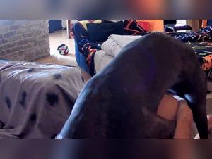 Zoophilie crasse : Le plaisir sauvage d'une vache sur une femme soumise