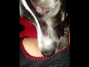 Bestiality videos: discover hard and shocking practices