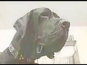 Experience the Thrill of Dog Sex