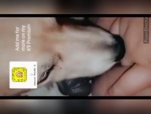Unveil canine arrogance: bj, dog, and uncontrollable impulses