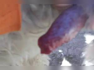 Crossing the Limits: Asian Femininities and Animal Delight