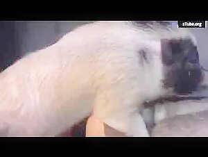 Discover the world of bestiality with Yasmin