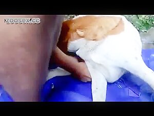 Dog sex video